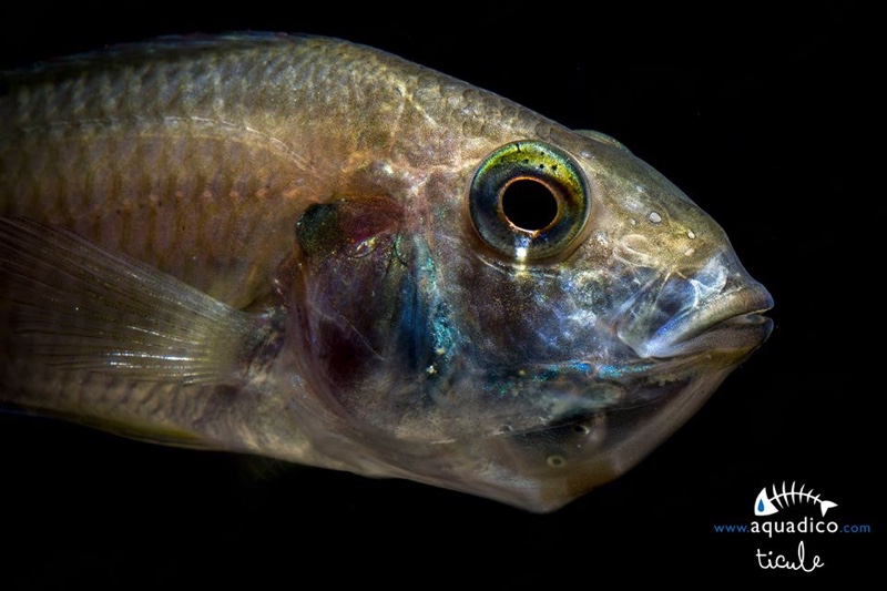 Astatotilapia burtoni